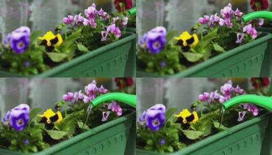 3749_用绿色的容器给花浇水高清在线视频素材下载