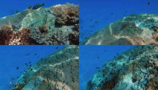 珊瑚礁鱼类水下摄影高清在线视频素材下载