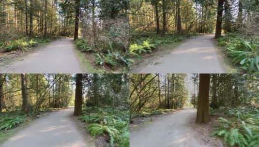 在森林的小路中穿行高清在线视频素材下载