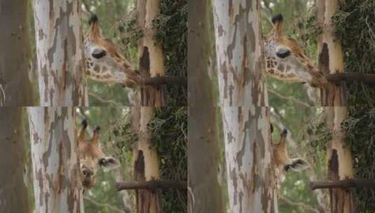 长颈鹿吃桉树树干树皮高清在线视频素材下载