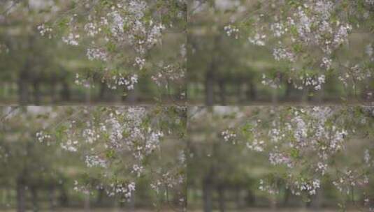 樱花飘落高清在线视频素材下载