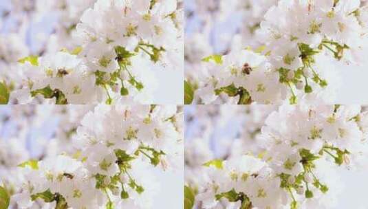 微距拍摄樱桃花开高清在线视频素材下载
