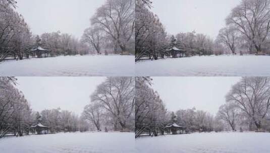 寧安公園大雪（03.19）高清在线视频素材下载