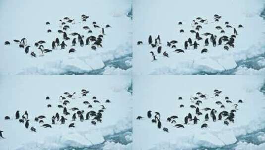 企鹅在冰面上晒阳光休息高清在线视频素材下载