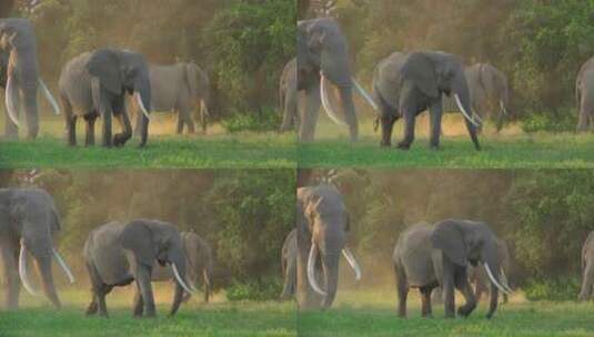 大象群在草地上行走高清在线视频素材下载