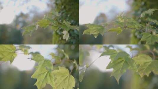 随风飘摇的树叶特写高清在线视频素材下载