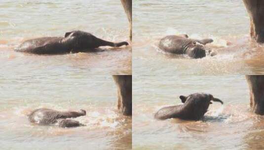 小象在水里玩耍高清在线视频素材下载