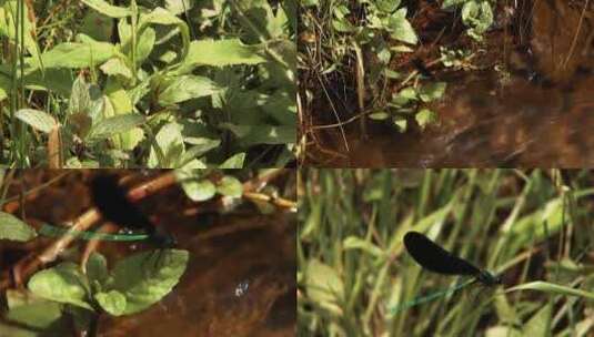 栖息在植物上的蜻蜓高清在线视频素材下载