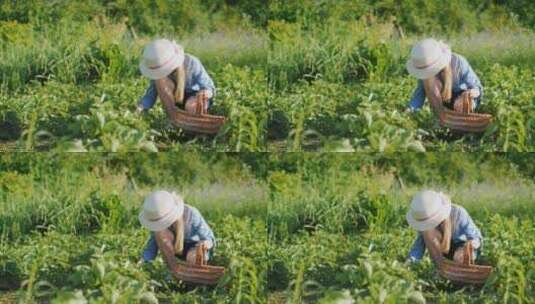 一个小女孩在草莓园里摘草莓高清在线视频素材下载