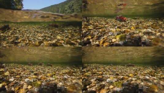 游向上游产卵的鲑鱼水下景观高清在线视频素材下载