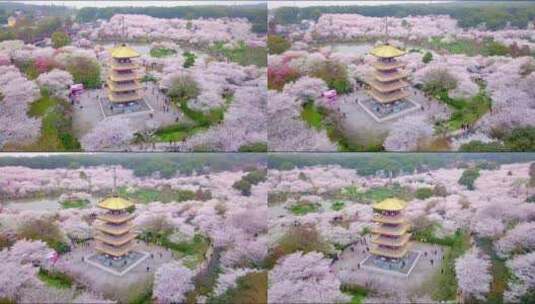 武汉东湖樱花园日式五重塔航拍高清在线视频素材下载