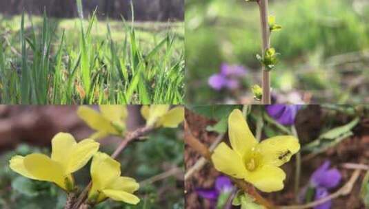 春意盎然 春天的花草昆虫高清在线视频素材下载