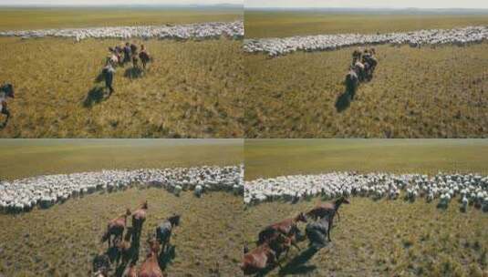 内蒙古草原绵羊骏马奔跑高清在线视频素材下载