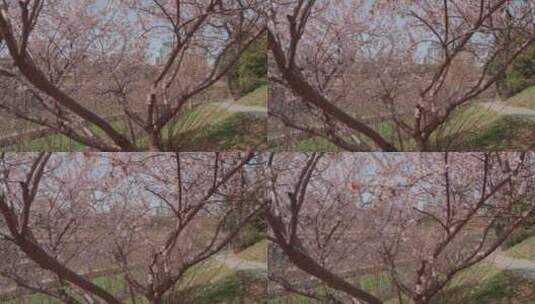 轨道升起拍摄满树盛开的樱花高清在线视频素材下载