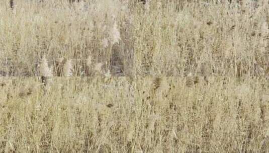 芦苇丛芦苇荡里隐藏的狍子梅花鹿小动物高清在线视频素材下载