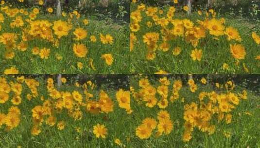济南章丘区林荫公园里盛开的黄色的小雏菊高清在线视频素材下载