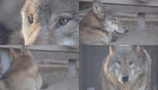 【镜头合集】特写动物园里的野狼狼性高清在线视频素材下载