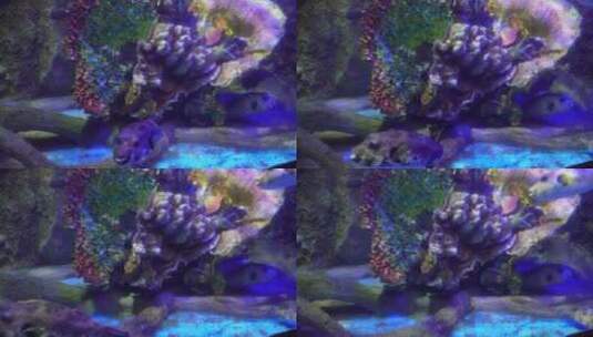 剧毒河豚皮球鱼深海鱼类高清在线视频素材下载
