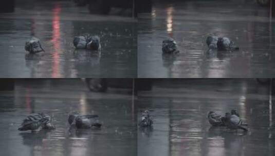 雨中躺着的鸽子高清在线视频素材下载