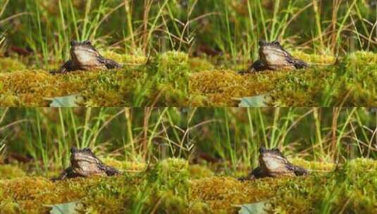 青蛙在长满苔藓的土壤上高清在线视频素材下载