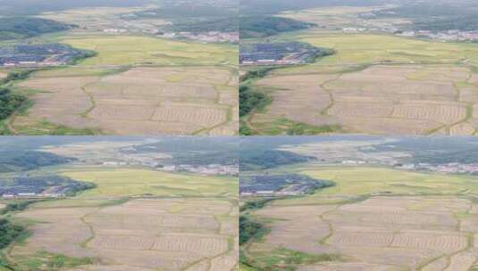 农业种植成熟水稻金黄稻田竖屏高清在线视频素材下载