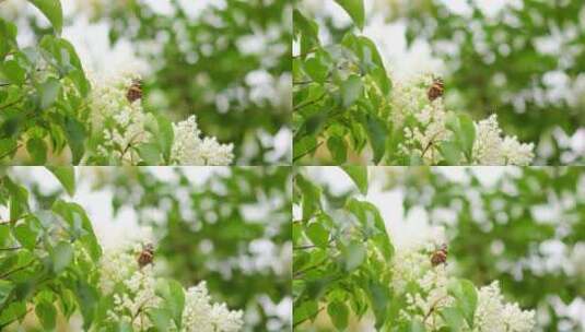蝴蝶在梨花上采蜜休息高清在线视频素材下载
