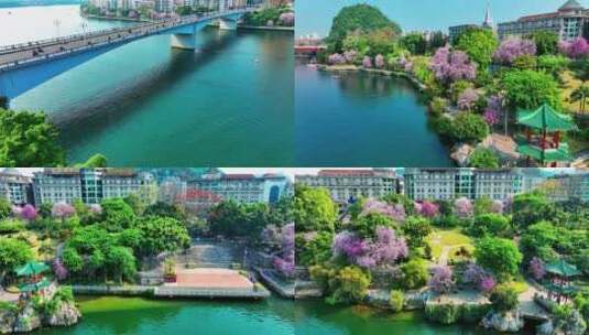 柳州春季紫荆花2022年最新航拍多镜头高清在线视频素材下载