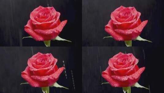 温柔的水滴落在玫瑰上高清在线视频素材下载