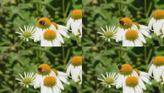 花上的小大黄蜂高清在线视频素材下载