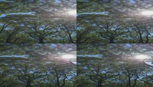 阳光森林4K实拍视频 (64)高清在线视频素材下载