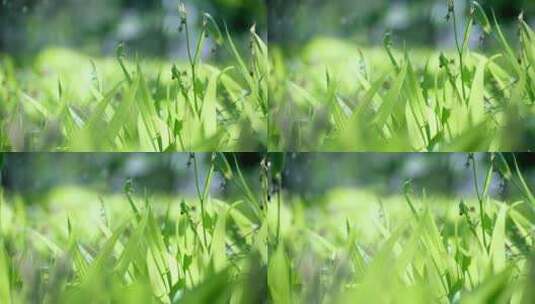 唯美升格拍摄夏季公园的花田高清在线视频素材下载