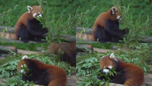 吃东西的小熊猫高清在线视频素材下载