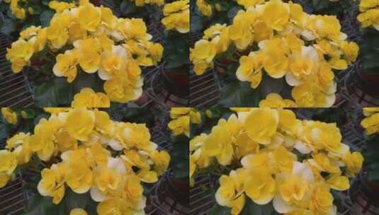 花朵花卉市场植物园高清在线视频素材下载