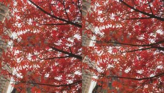 秋天红色的枫叶鸡爪槭红色高清在线视频素材下载