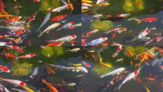 鱼儿在水中游动高清在线视频素材下载