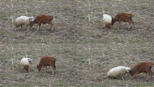 绵羊和小牛在田野里打架高清在线视频素材下载