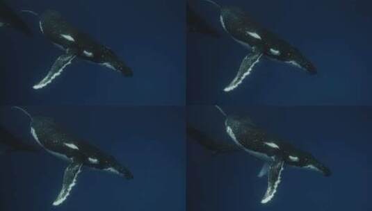 正在潜水的座头鲸高清在线视频素材下载