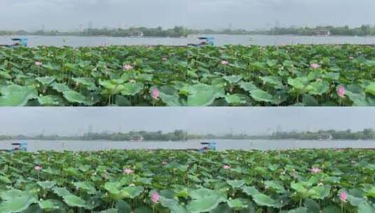 济南5A级景区大明湖，夏季荷花盛开风景怡人高清在线视频素材下载