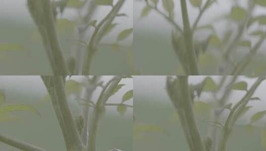 大山里的刺嫩芽LOG高清在线视频素材下载