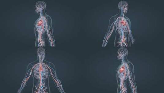 医学 人体 心血管 动画 心跳循环系统高清在线视频素材下载