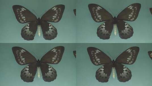博物馆蝴蝶昆虫标本模型高清在线视频素材下载