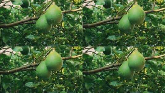 树上的柚子高清在线视频素材下载