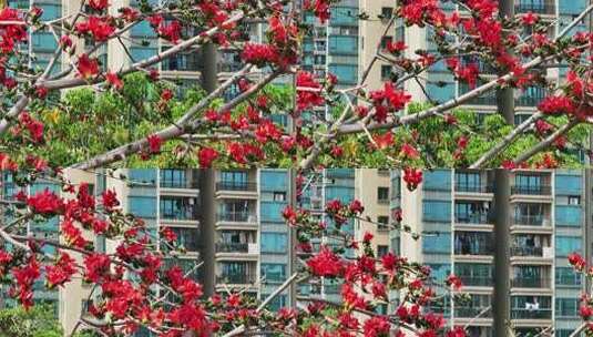 盛开的木棉花特写高清在线视频素材下载