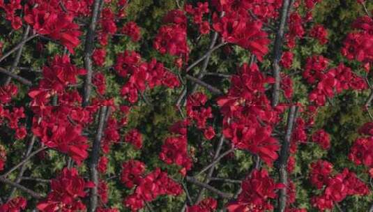 盛开的木棉花特写高清在线视频素材下载