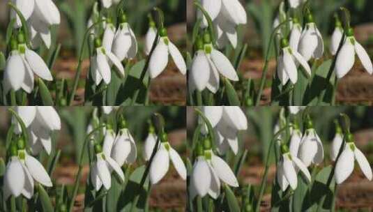 风中飘舞的白色花朵高清在线视频素材下载