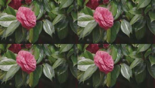 漂亮的粉红色花山茶花高清在线视频素材下载