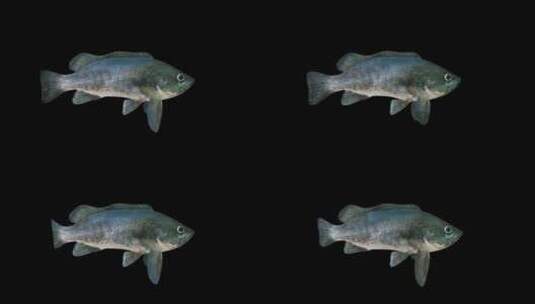 4k带Alpha通道的岩鱼动画摆尾视频素材高清在线视频素材下载