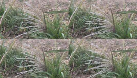 芦苇植物高清在线视频素材下载