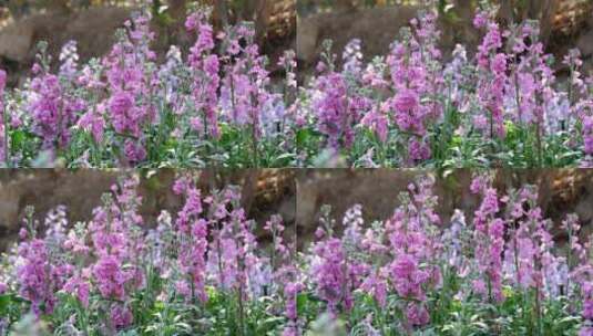 紫罗兰花柱花卉花朵植物绿化园林景观花草02高清在线视频素材下载