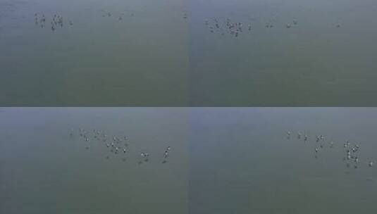 高清航拍清晨江边小鸟鸭子鸟河水高清在线视频素材下载